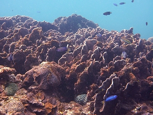 03fish 1