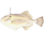 19umazurahagi