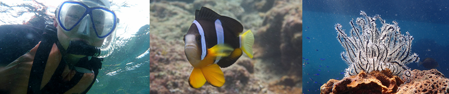 スノーケリングで遭遇する生物